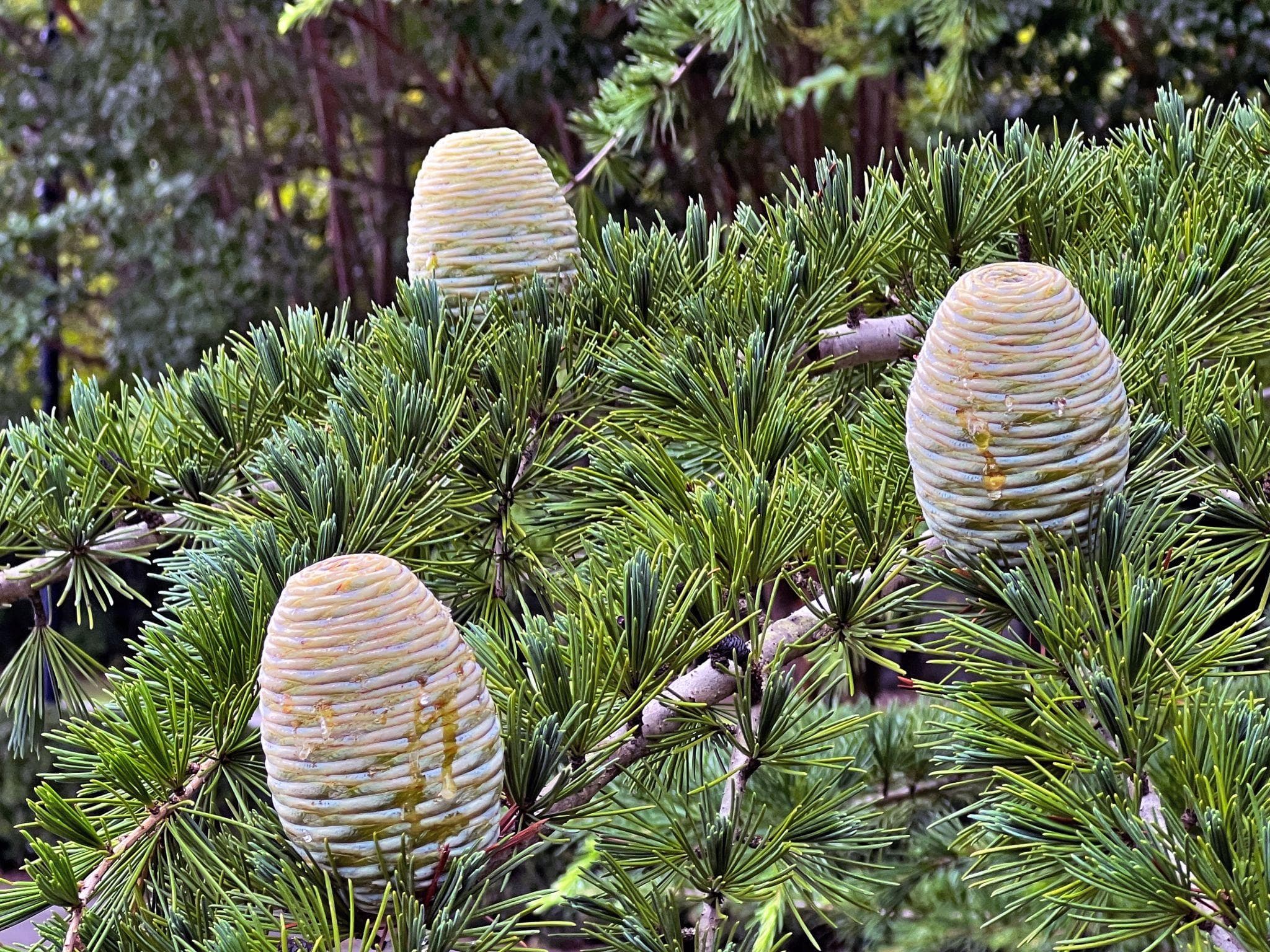 Himalayan Deodar Cedar Seeds (Cedrus deodara) — product photo 13