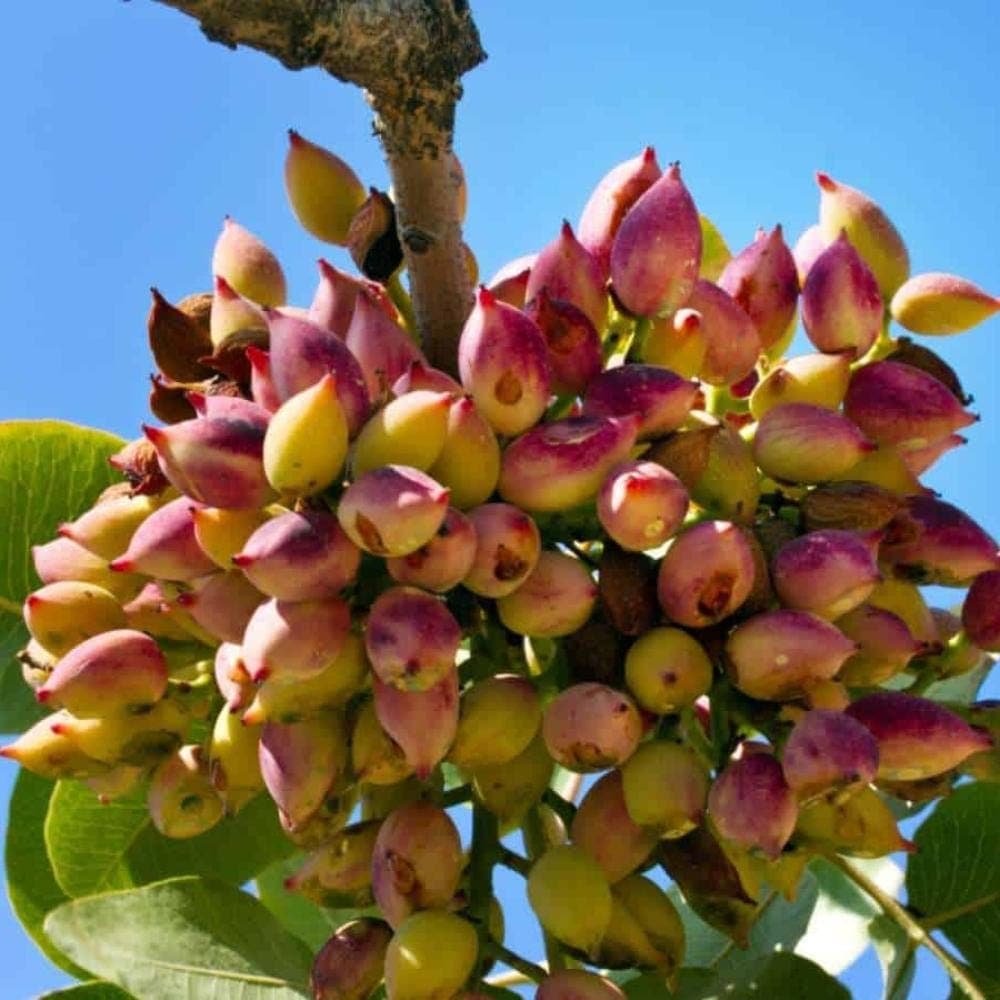 Pistachio Vera Seeds — product photo 6