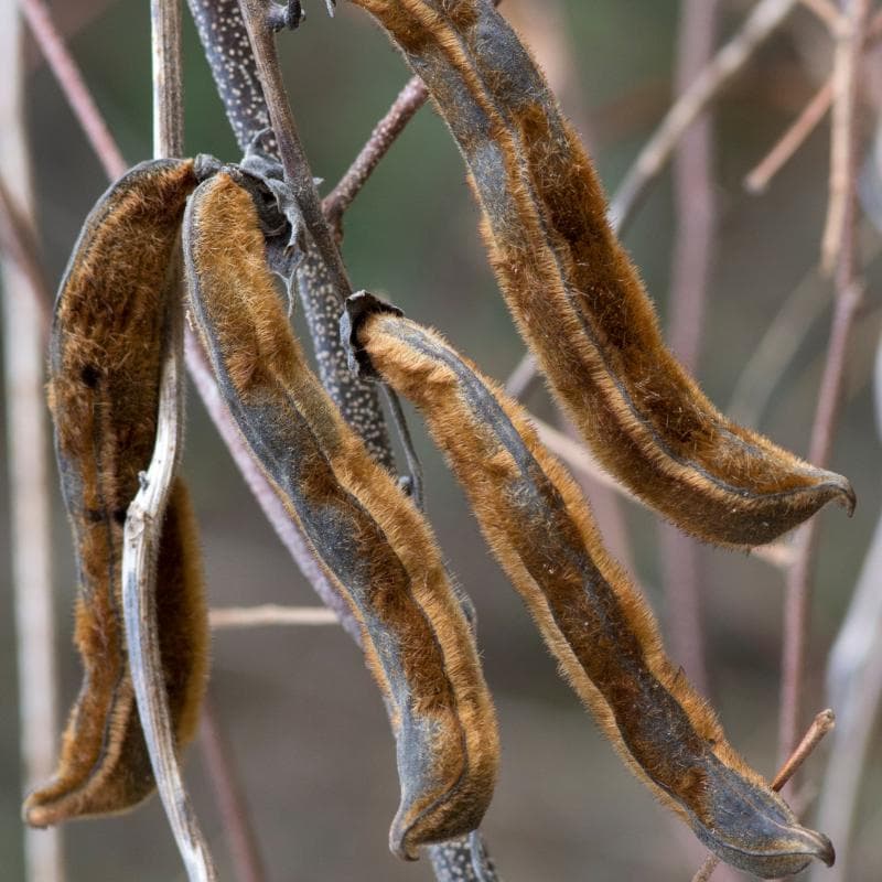Mucuna pruriens, Velvet bean Seeds — product photo 6