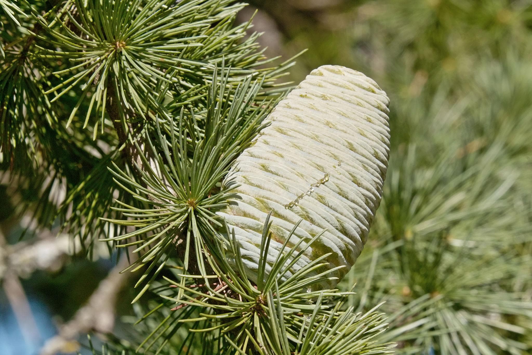 Himalayan Deodar Cedar Seeds (Cedrus deodara) — product photo 16