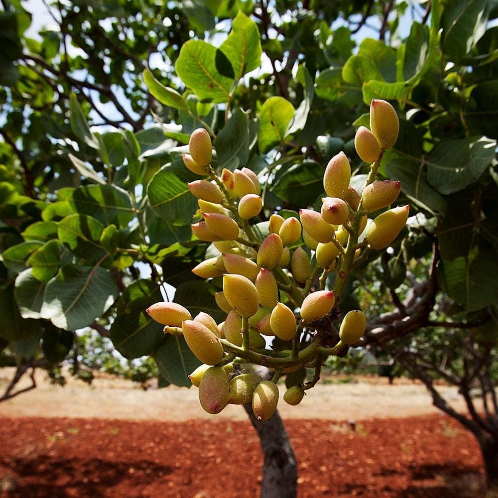 Pistachio Vera Seeds — product photo 4