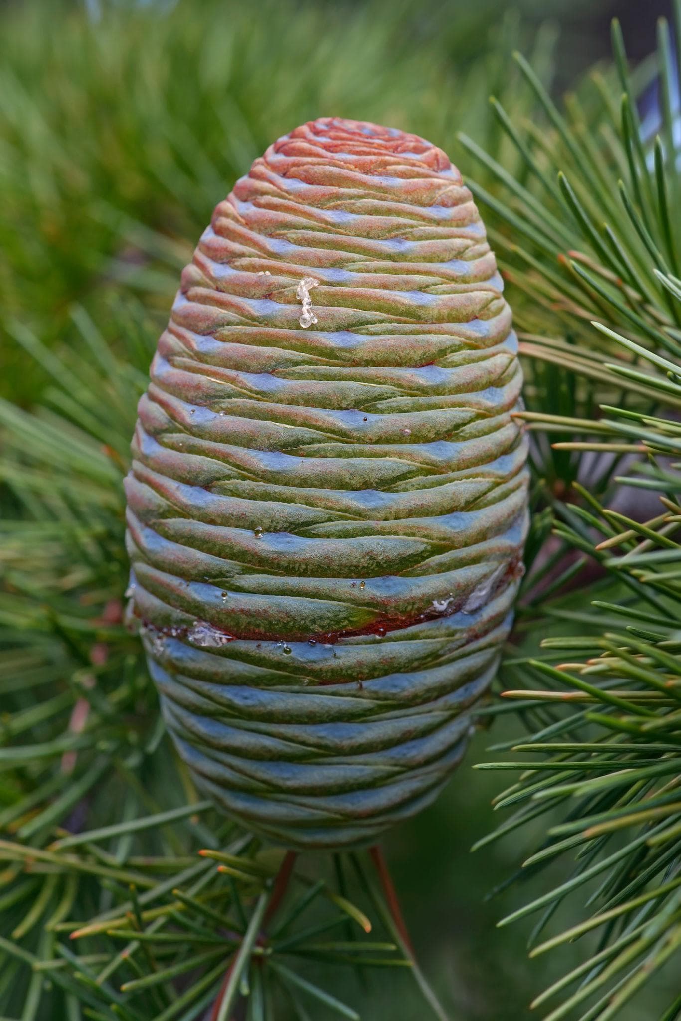 Himalayan Deodar Cedar Seeds (Cedrus deodara) — product photo 12