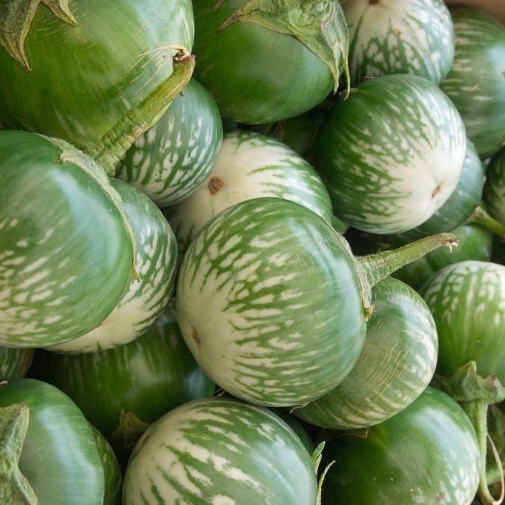 Thornless eggplant Seeds