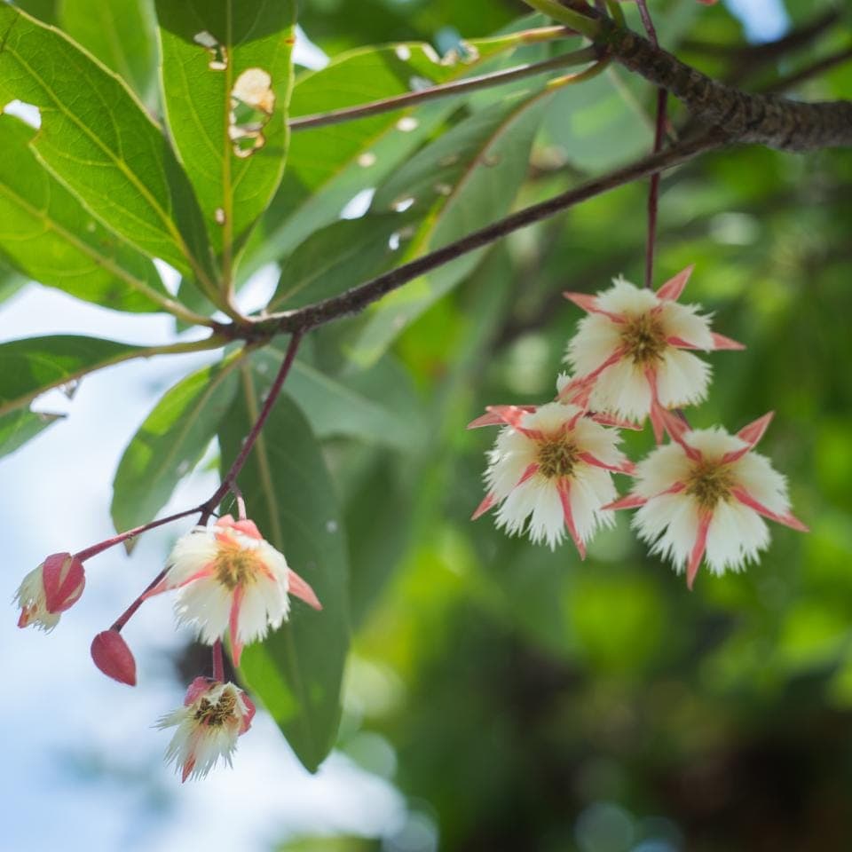 Elaeocarpus Ganitrus, Rudraksha tree Seeds — product photo 8