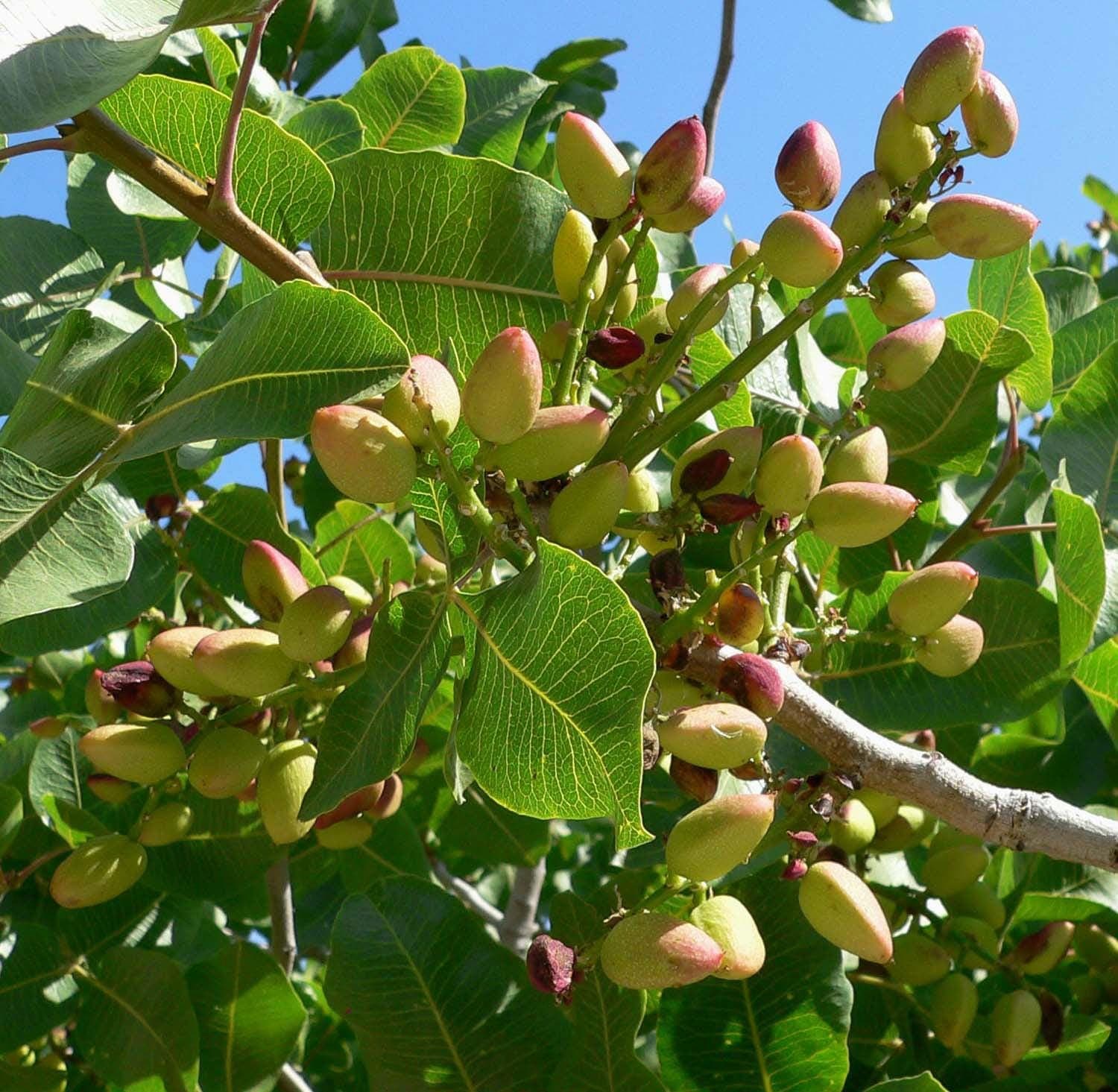 Pistachio Vera Seeds — product photo 14