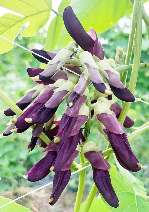 Mucuna pruriens, Velvet bean Seeds — product photo 2