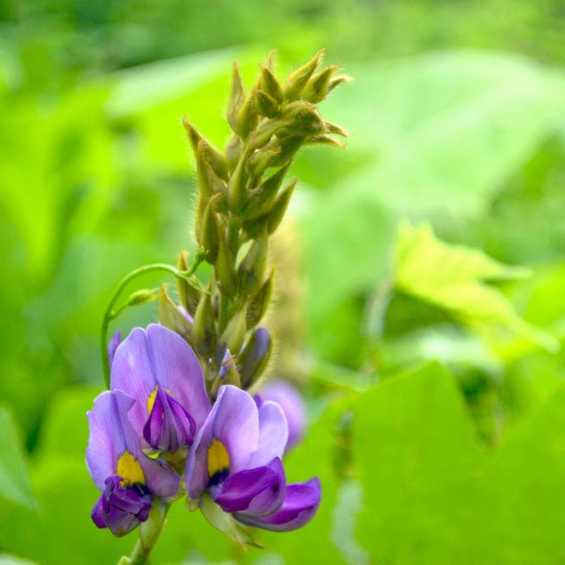 Mucuna pruriens, Velvet bean Seeds — product photo 7