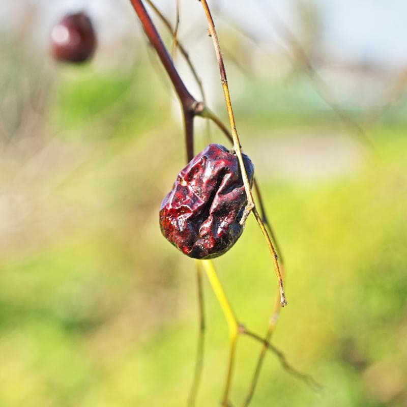 Red date, Chinese date, Ziziphus Seeds — product photo 5