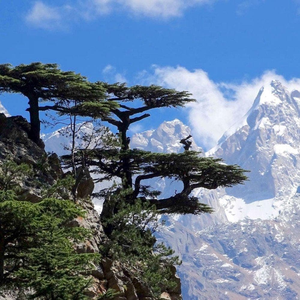 Himalayan Deodar Cedar Seeds (Cedrus deodara)