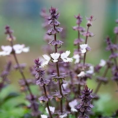 Krishna Tulsi, Tulsi (Black) Seeds — product photo 14