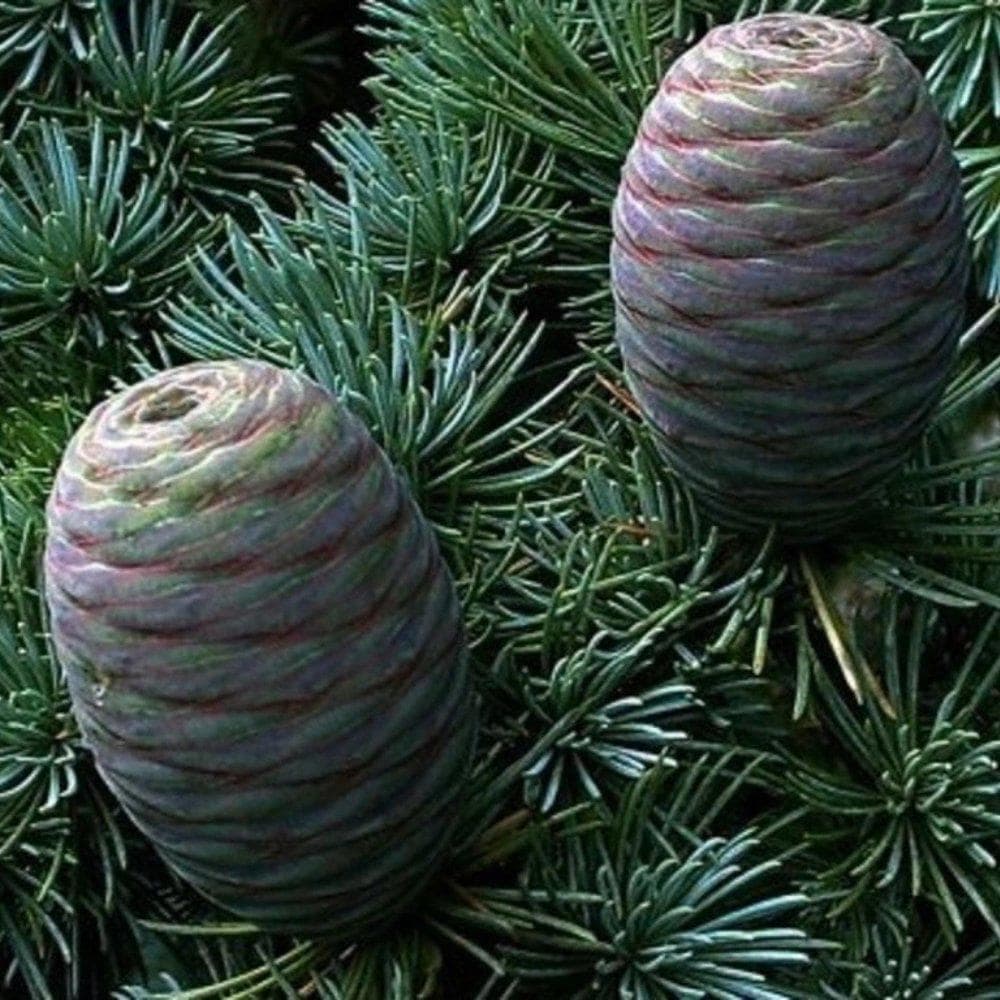 Himalayan Deodar Cedar Seeds (Cedrus deodara) — product photo 7