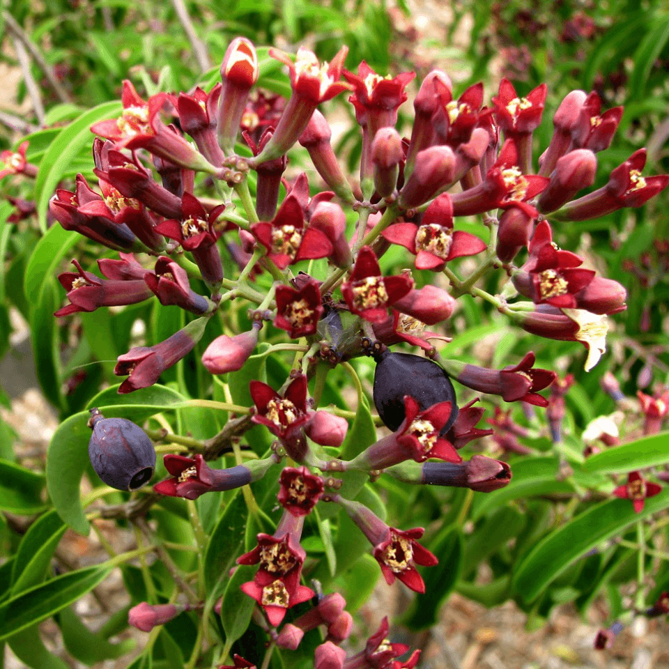 Sandal Wood Red, Chandan Red Seeds