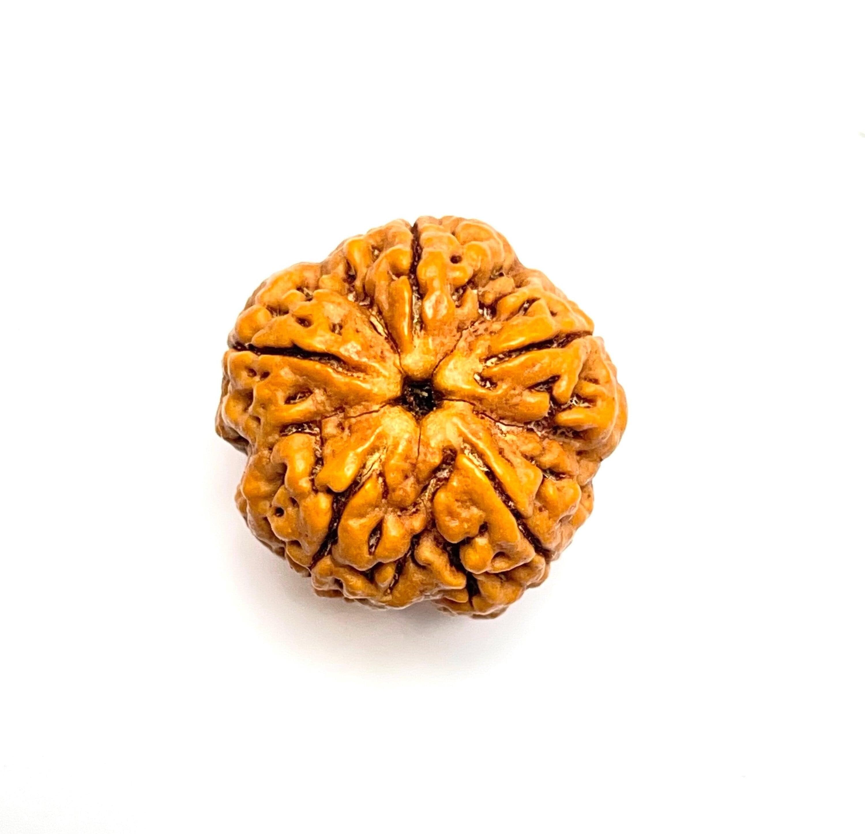 Elaeocarpus Ganitrus, Rudraksha tree Seeds — product photo 16