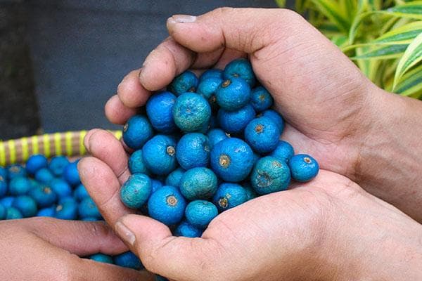 Elaeocarpus Ganitrus, Rudraksha tree Seeds — product photo 18