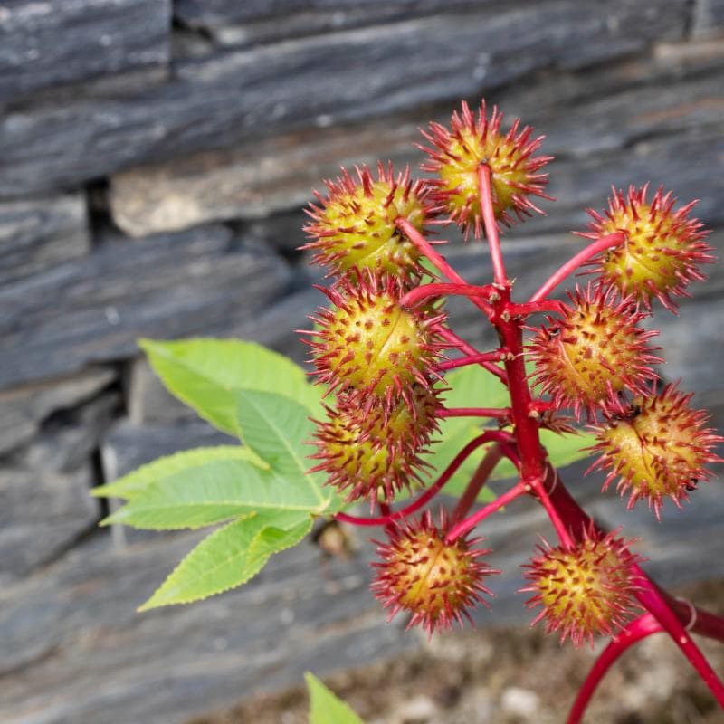 Castor bean Seeds — product photo 7