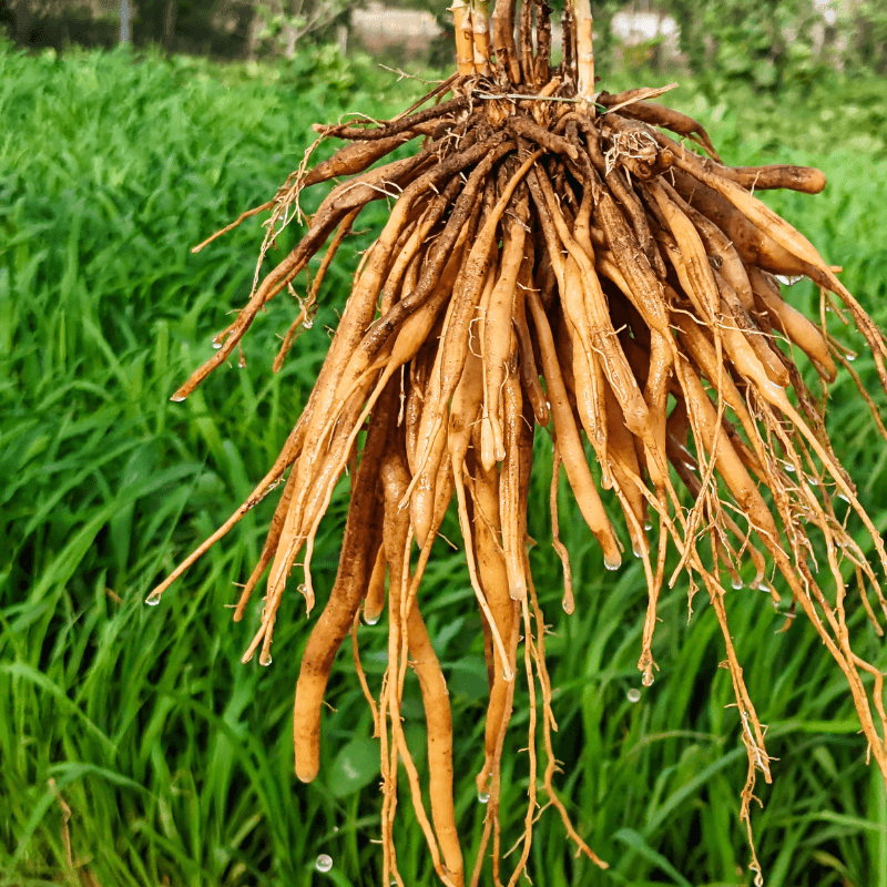 Satavar, Shatavari Seeds
