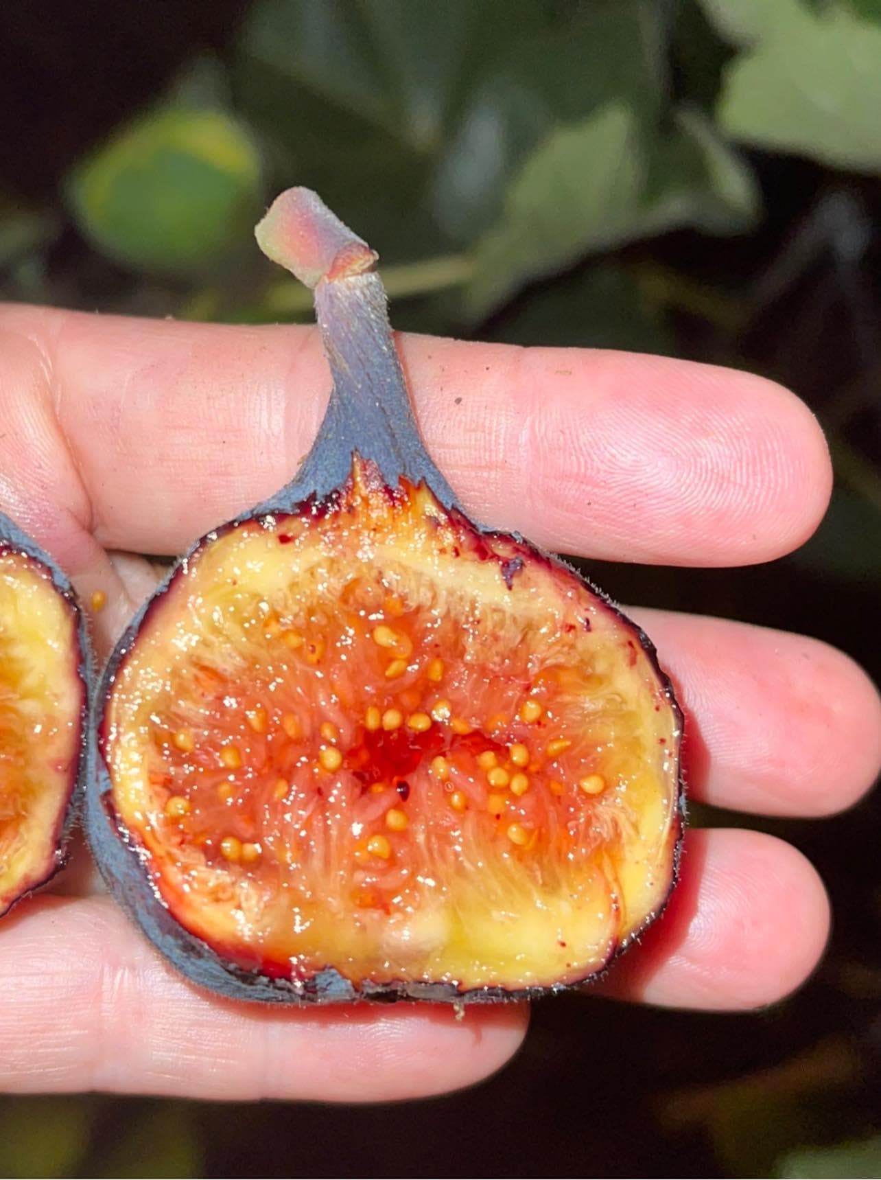 Himalayan Fig, Punjab fig Seeds — product photo 2