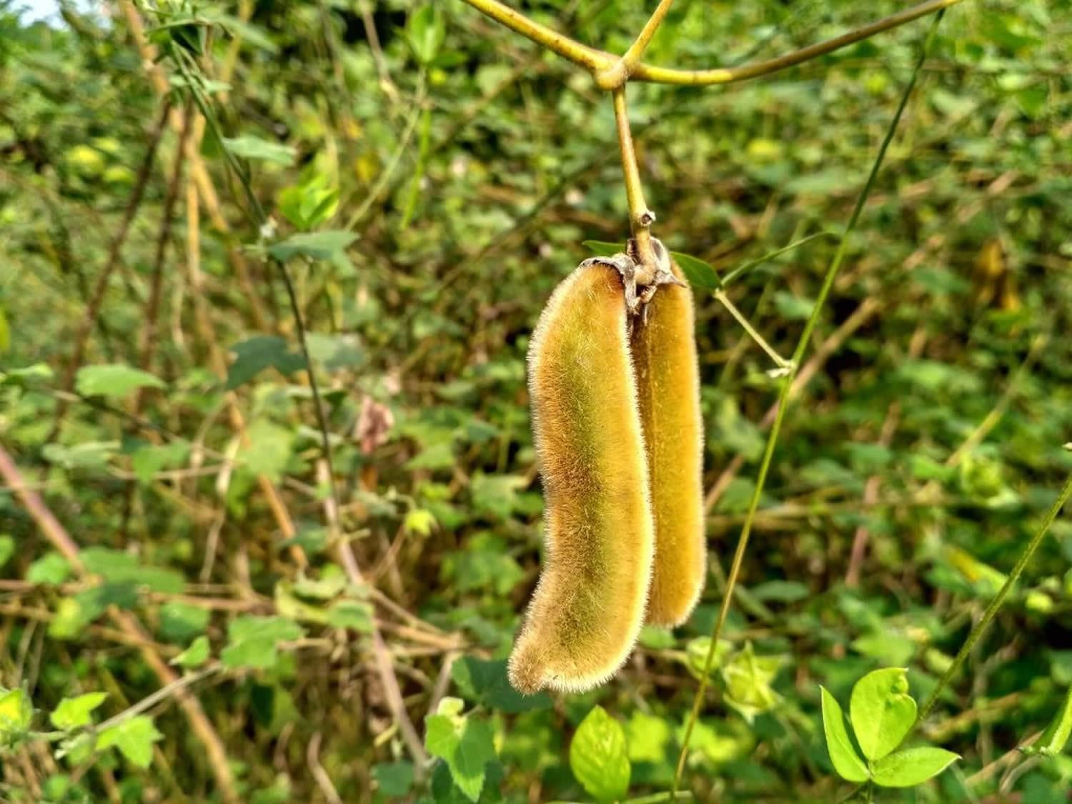 Mucuna pruriens, Velvet bean Seeds — product photo 17
