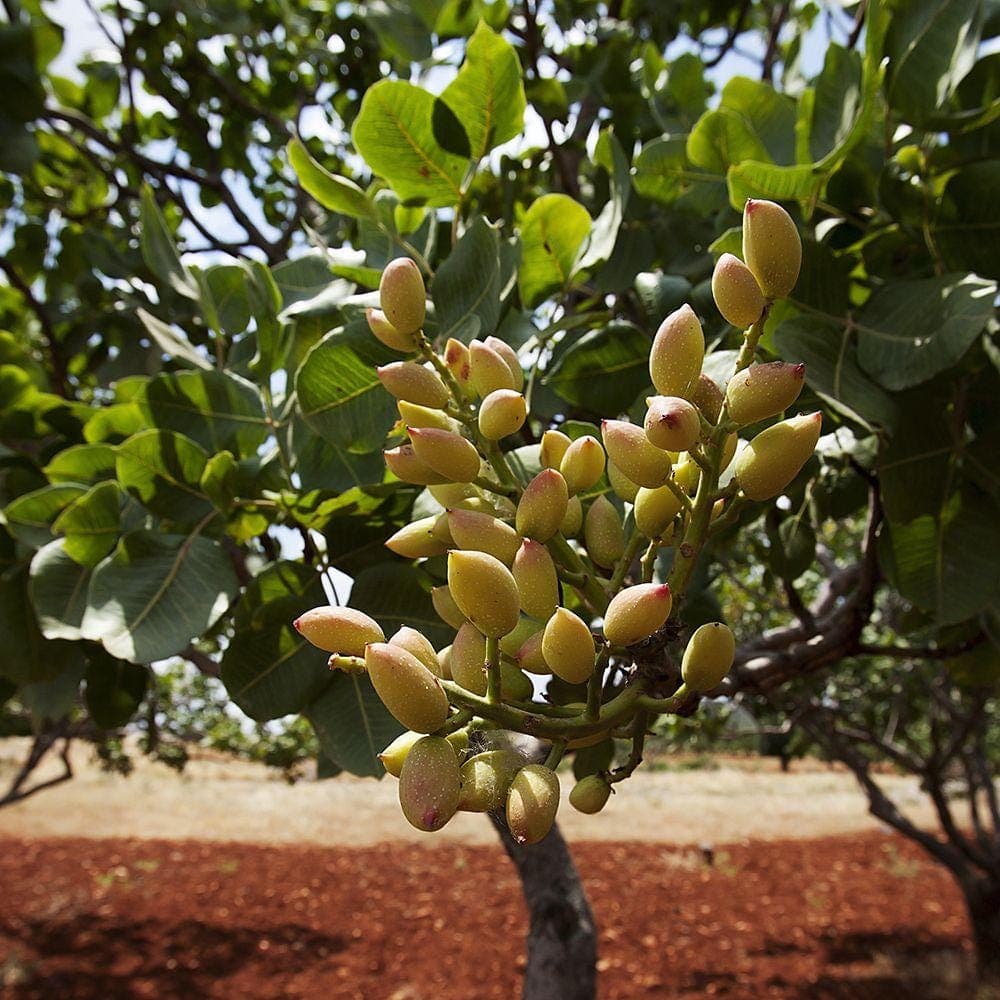 Pistachio Vera Seeds — product photo 13