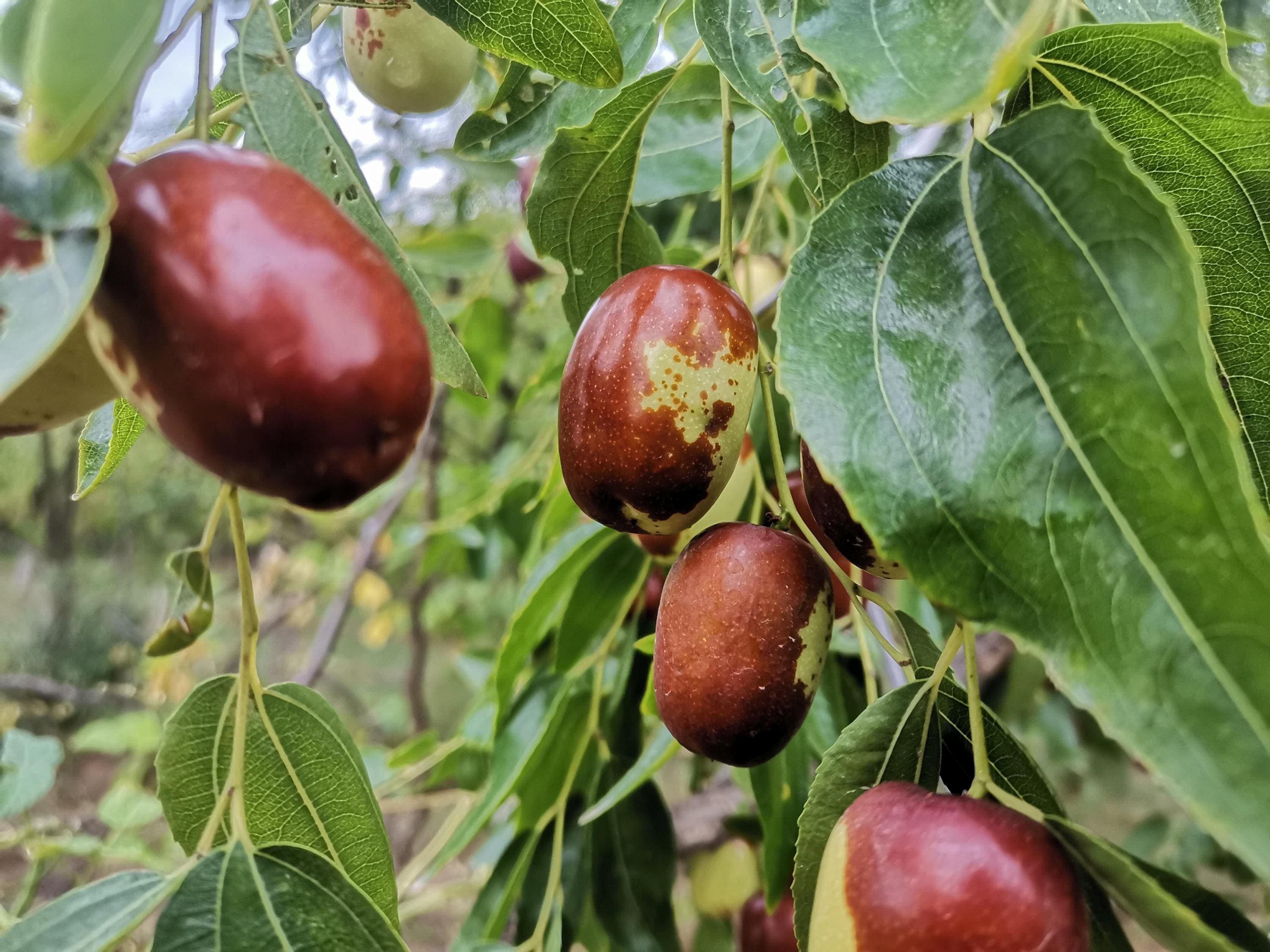 Red date, Chinese date, Ziziphus Seeds — product photo 14