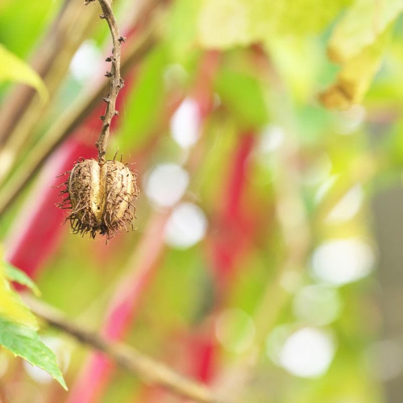 Castor bean Seeds — product photo 10