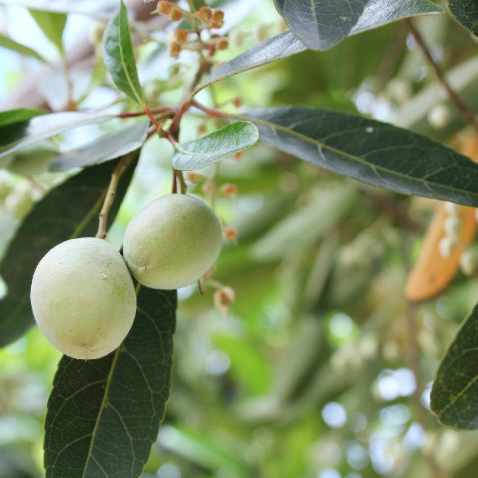Elaeocarpus Ganitrus, Rudraksha tree Seeds — product photo 10