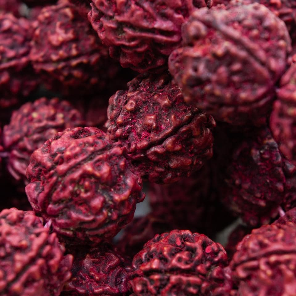 Elaeocarpus Ganitrus, Rudraksha tree Seeds — product photo 9