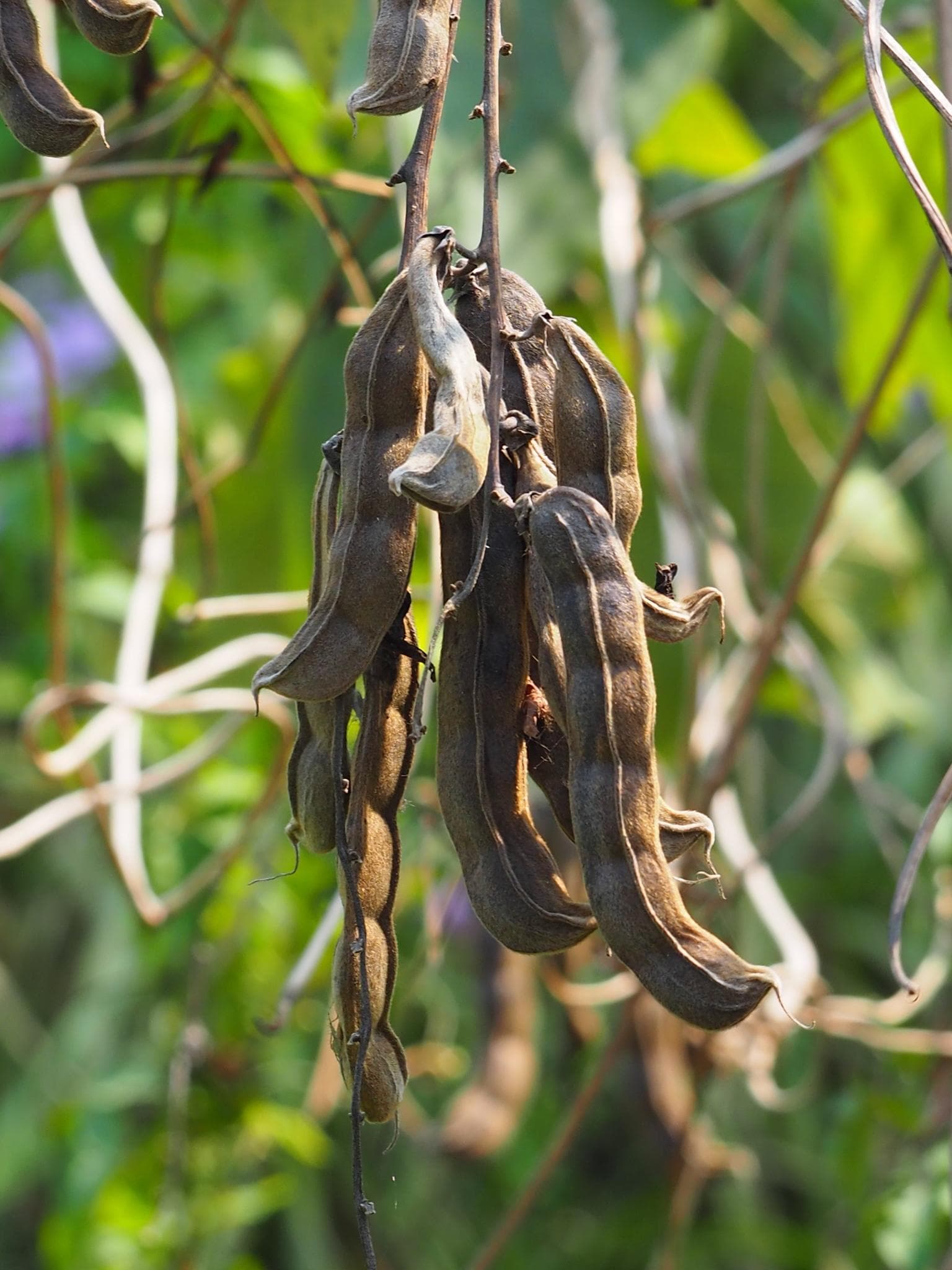 Mucuna pruriens, Velvet bean Seeds — product photo 11