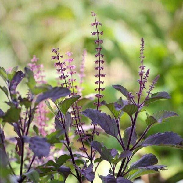 Krishna Tulsi, Tulsi (Black) Seeds — product photo 16