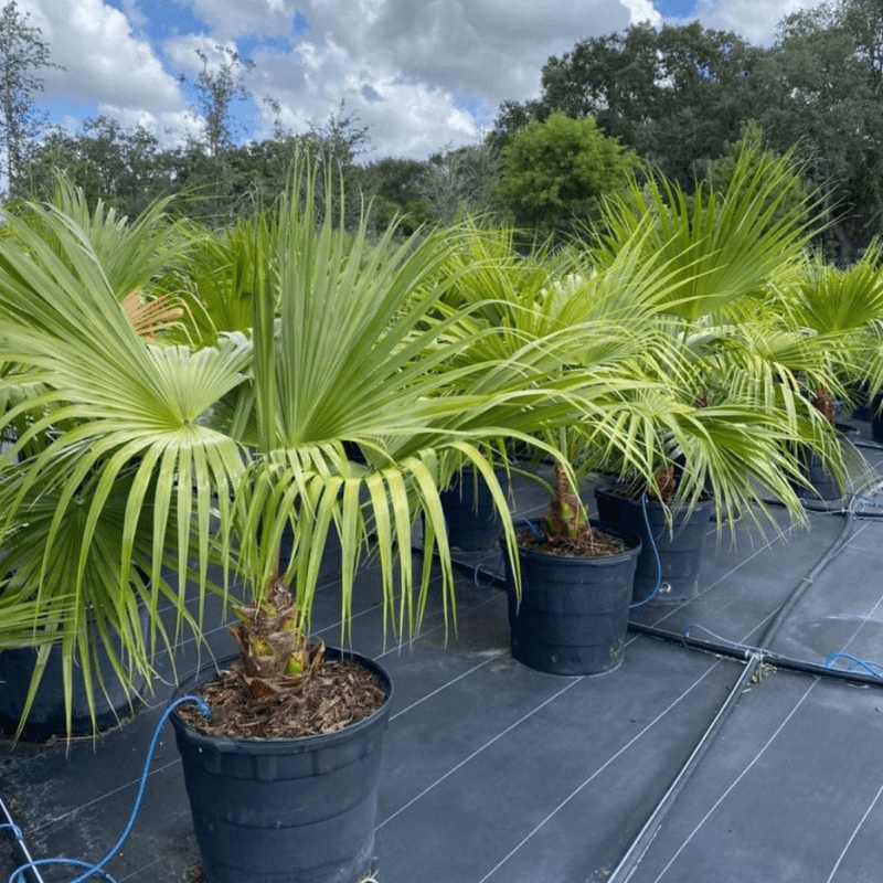 Chinese Fan Palm Seeds (Livistona chinensis)