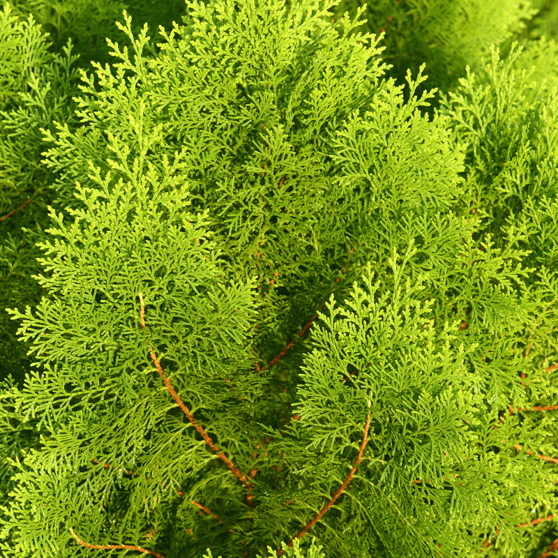Thuja orientalis Seeds