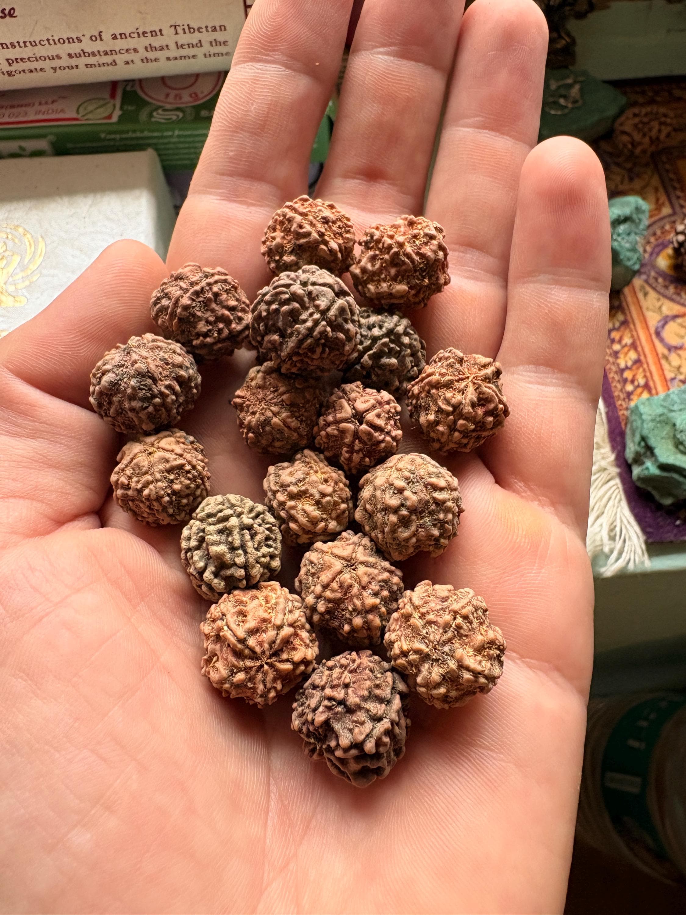 Elaeocarpus Ganitrus, Rudraksha tree Seeds — product photo 3