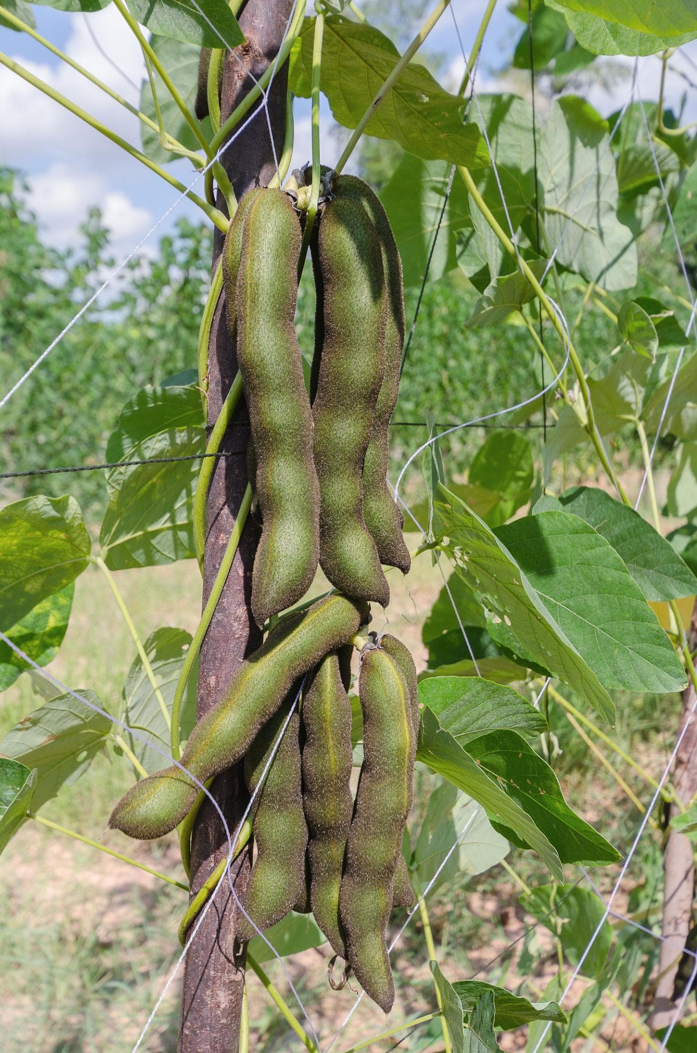 Mucuna pruriens, Velvet bean Seeds — product photo 16