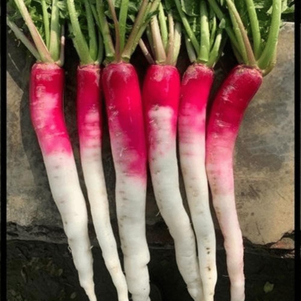 Radish bombay red Seeds