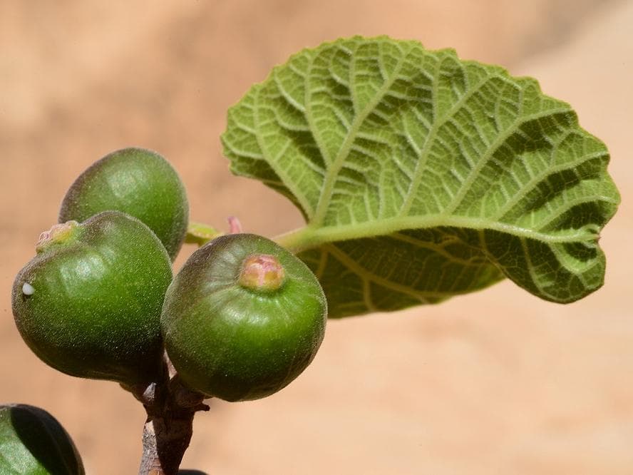 Himalayan Fig, Punjab fig Seeds — product photo 10