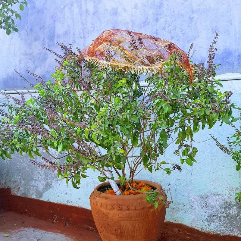 Krishna Tulsi, Tulsi (Black) Seeds — product photo 5