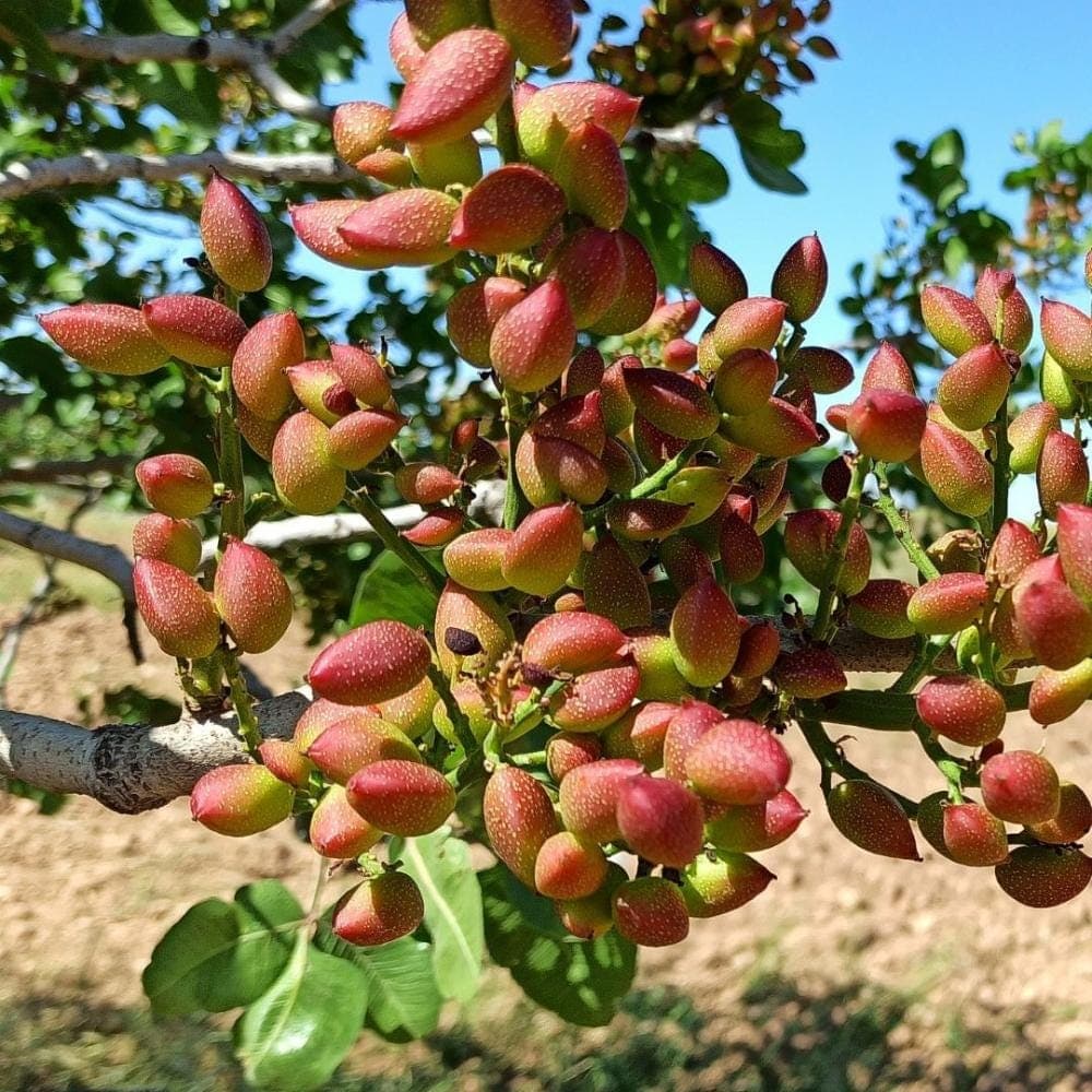 Pistachio Vera Seeds — product photo 5