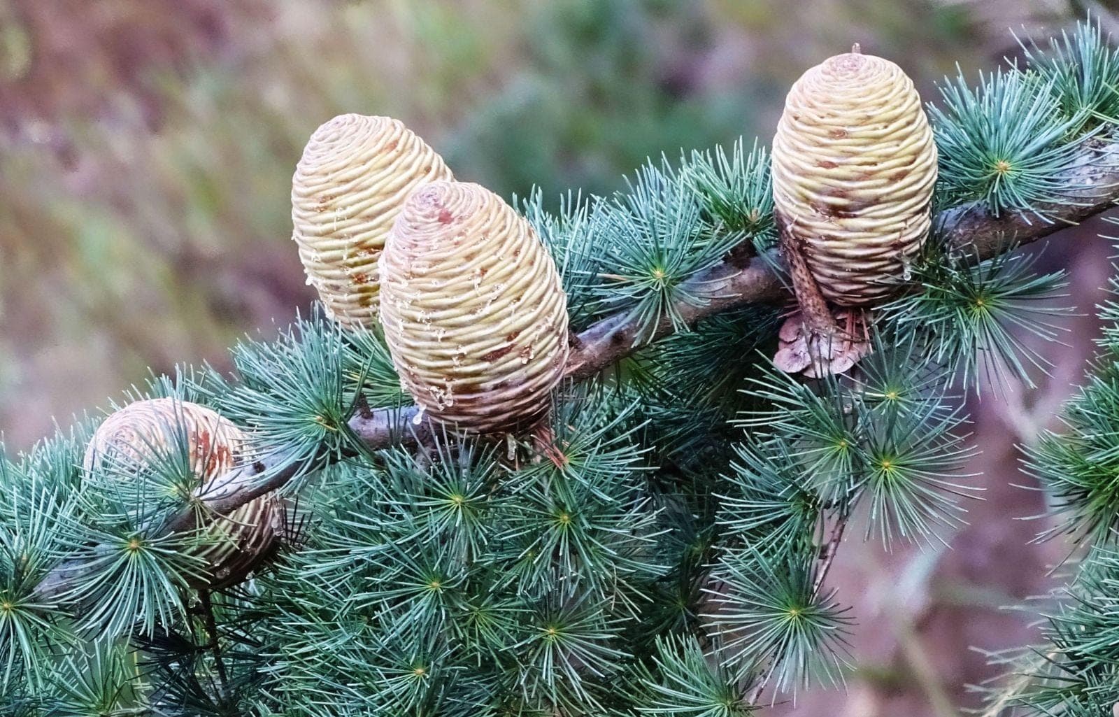 Himalayan Deodar Cedar Seeds (Cedrus deodara) — product photo 2