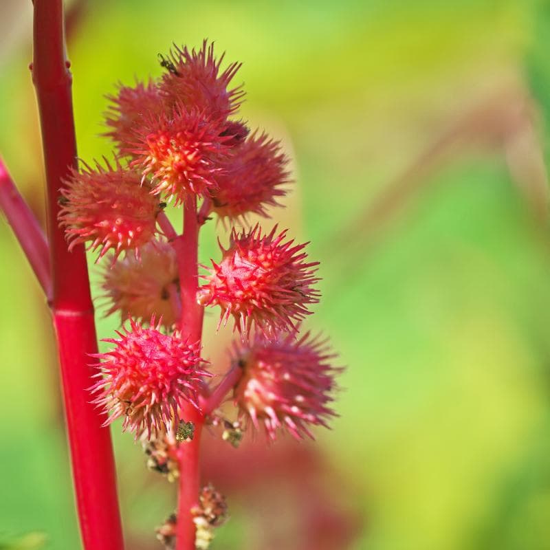 Castor bean Seeds — product photo 9