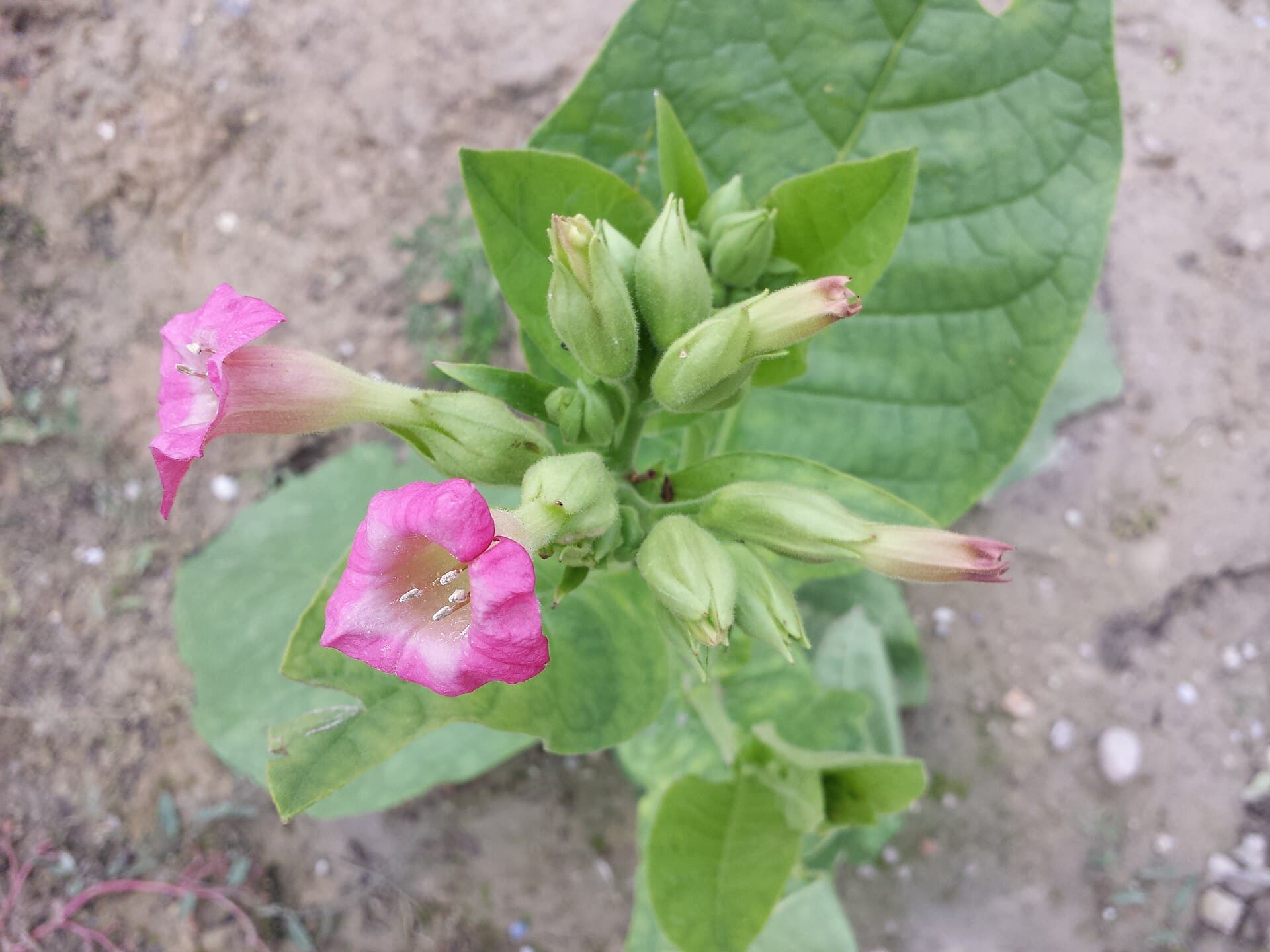 Reference image for Nicotiana tabacum