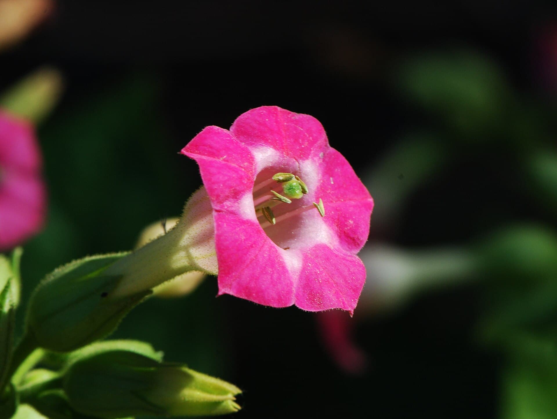 Reference image for Nicotiana tabacum