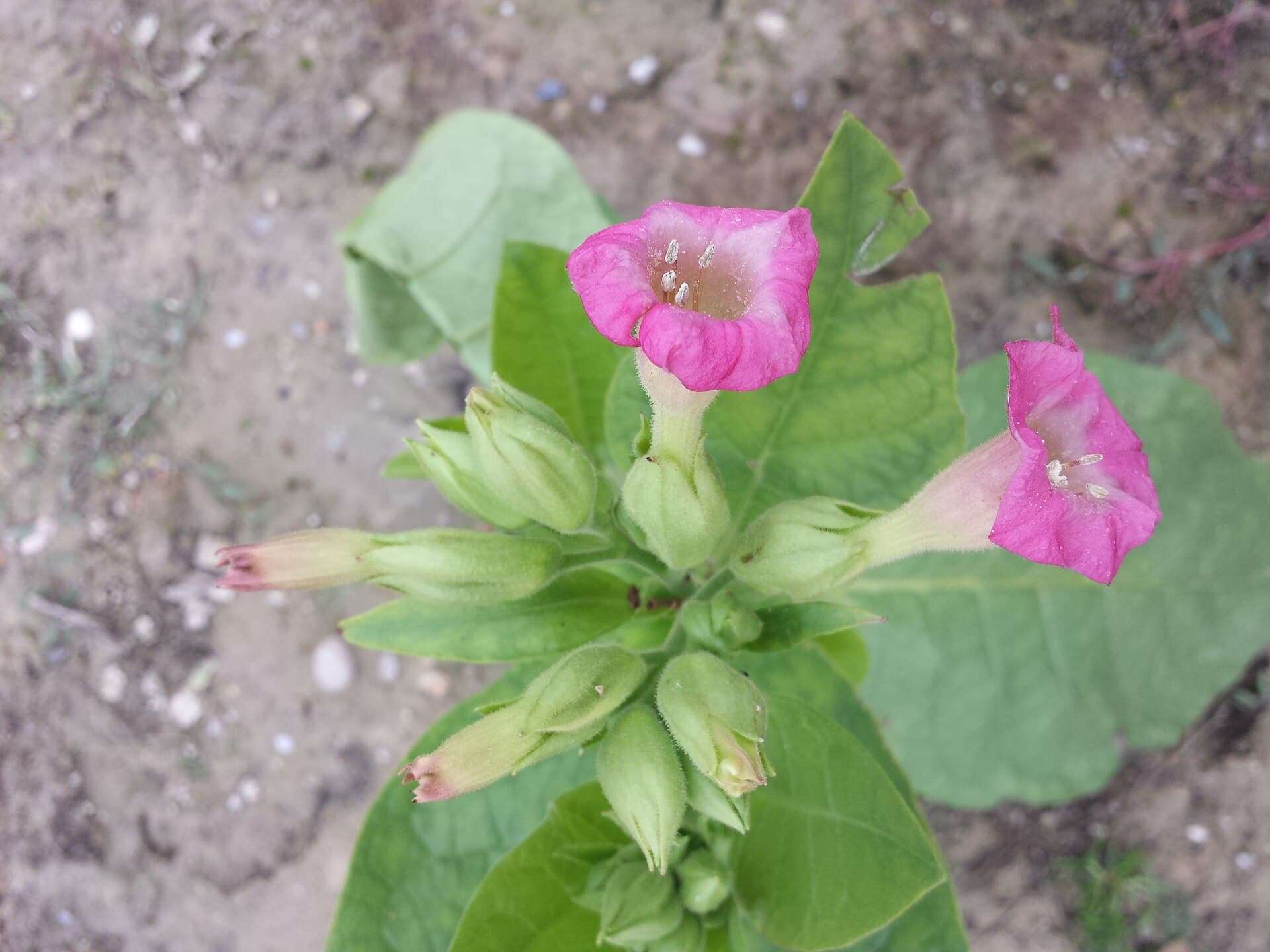 Reference image for Nicotiana tabacum