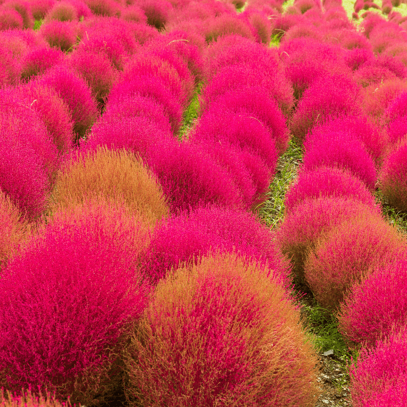 Kochia Childsii, Kochia hybrid bush Seeds plant