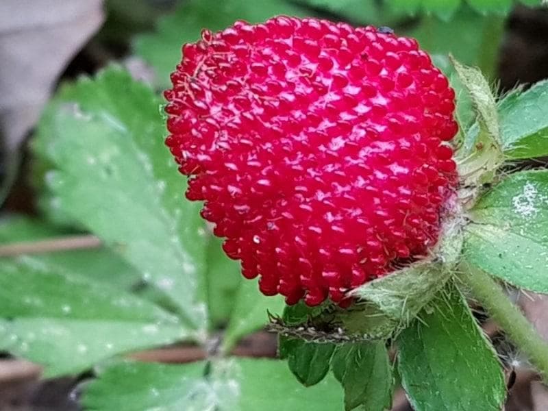Indian Mock Strawberry Seeds (Potentilla indica) plant