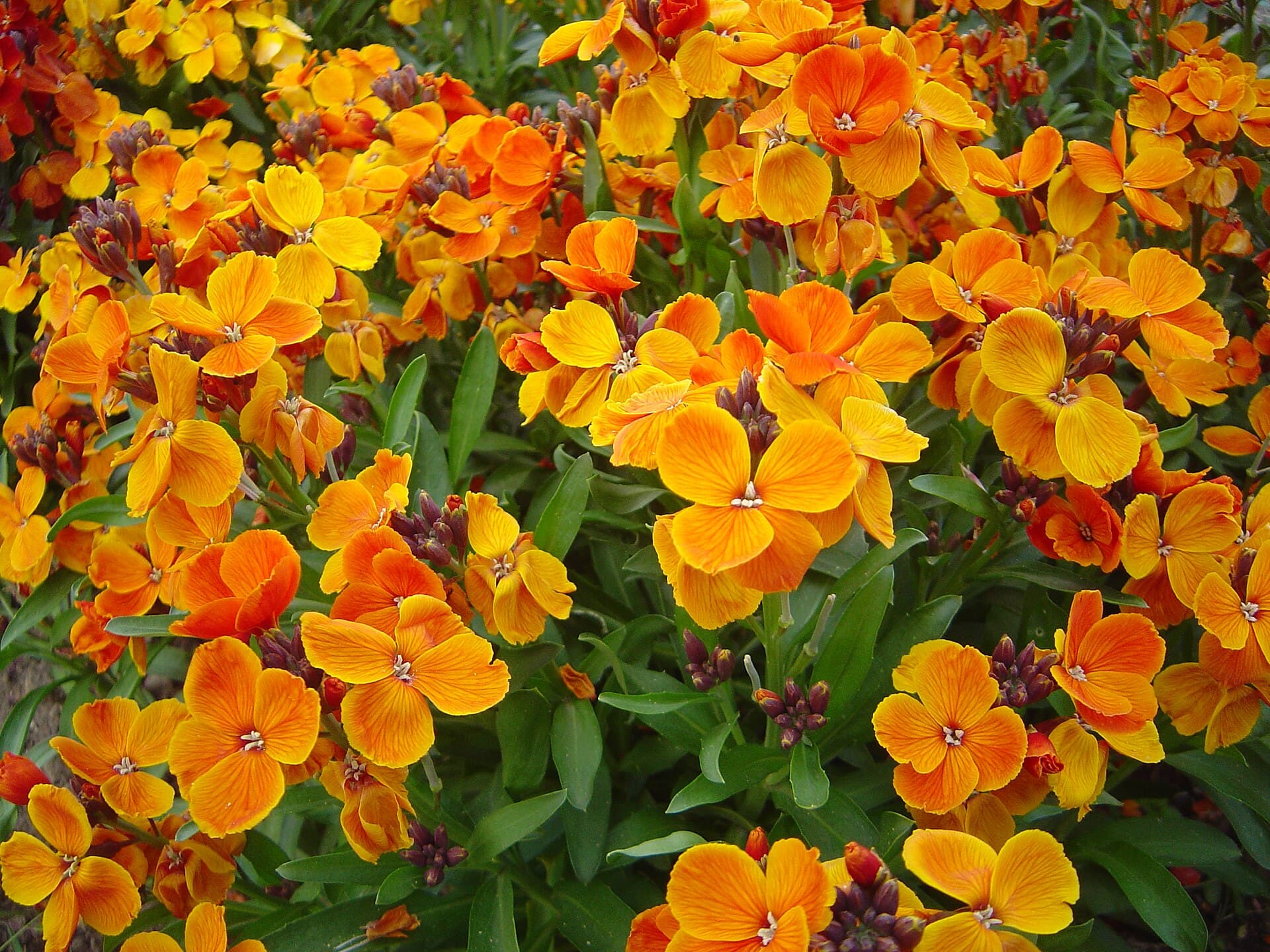 Reference image for Erysimum × cheiri