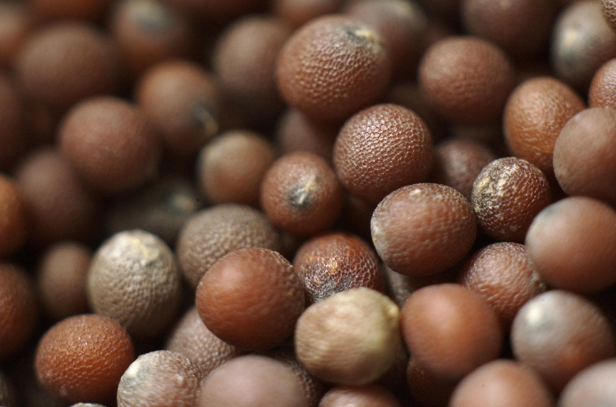 Brown mustard Seeds plant