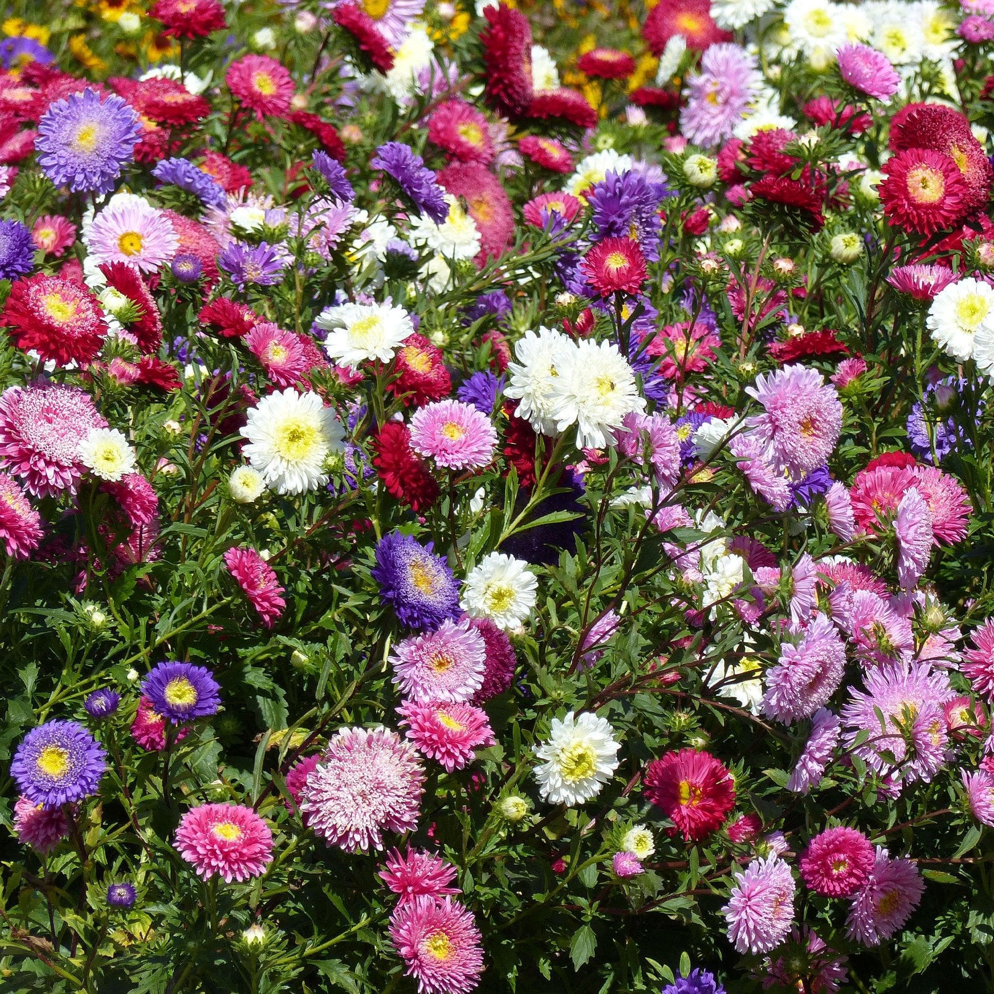 Aster Mix Seeds plant