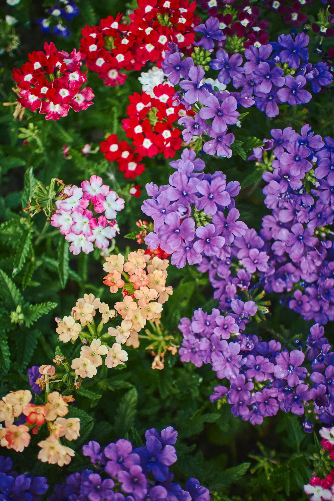 Verbena hybrida mix Seeds plant