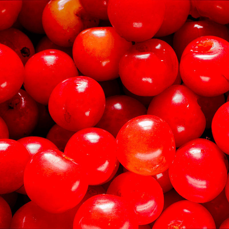 Himalayan sweet cherry Seeds plant