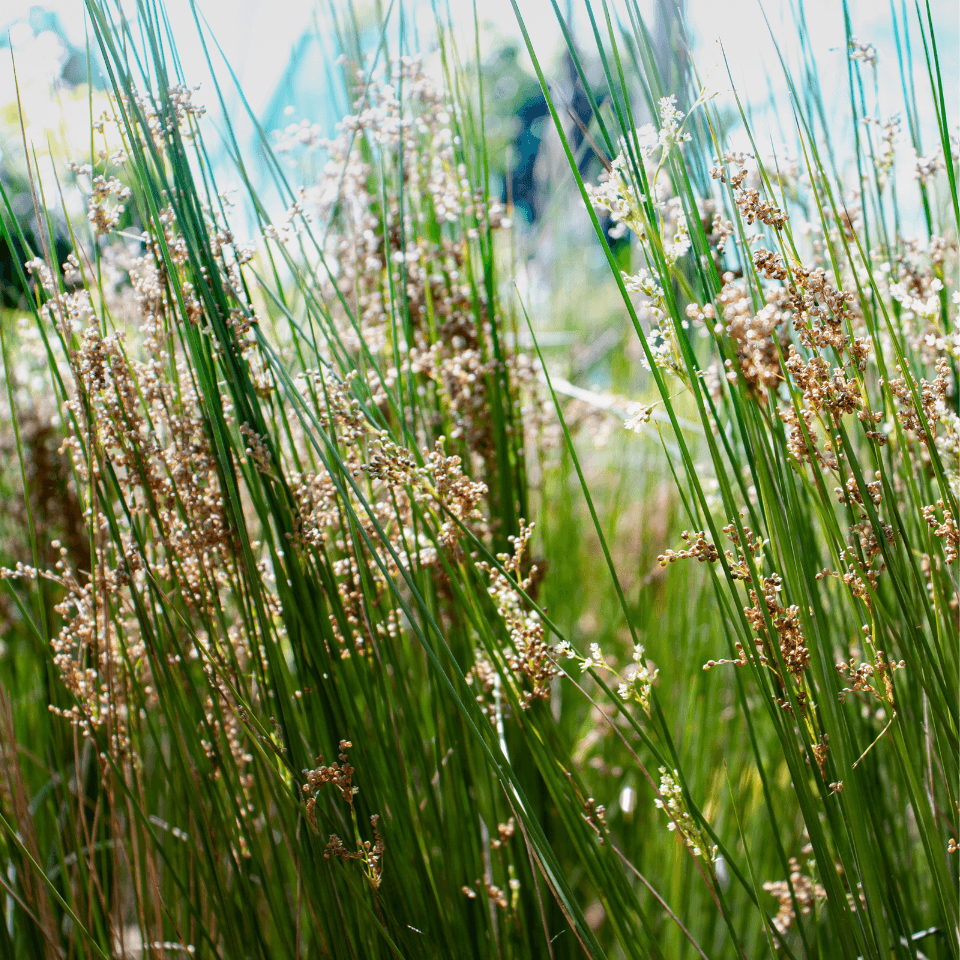 Common rush, soft rush, Juncus effusus Seeds plant